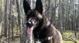 Meet 'Ruby', my chief learning correspondent!
 